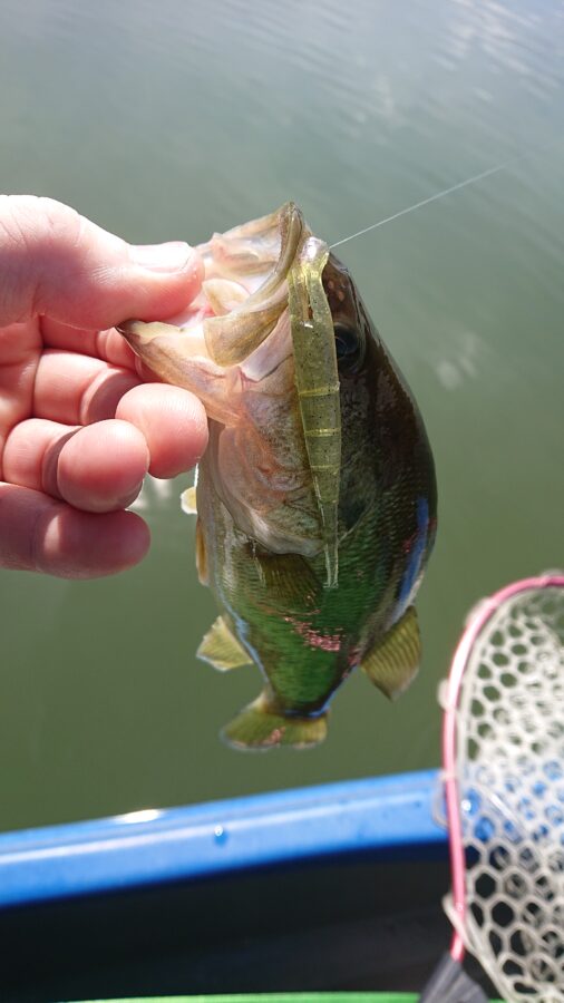 スタッフ吉田君釣行記～津久井湖/ブラックバス25～46cm16匹以上他～