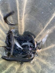 スタッフ平賀釣行記～相模川　昭和橋本流/鮎15cm-18cm6匹～