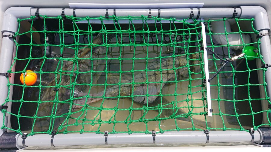 スタッフ吉田君釣行記～津久井湖/ブラックバス25～46cm16匹以上他～