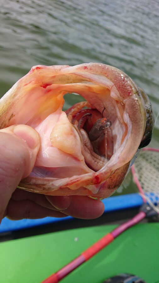 スタッフ吉田君釣行記～津久井湖/ブラックバス25～46cm16匹以上他～