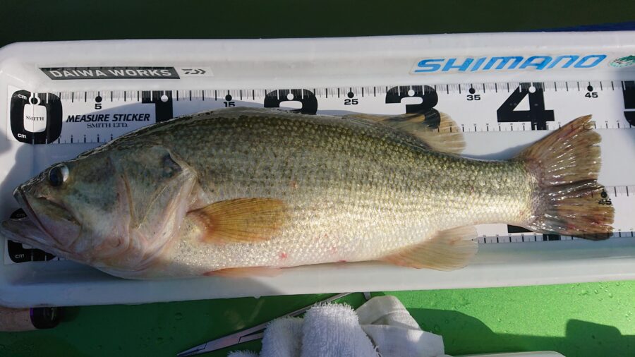 スタッフ吉田君釣行記～津久井湖/ブラックバス25～46cm16匹以上他～