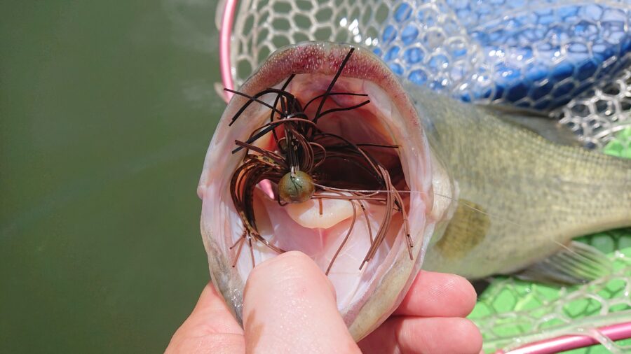 スタッフ吉田君釣行記～津久井湖/ブラックバス25～46cm16匹以上他～