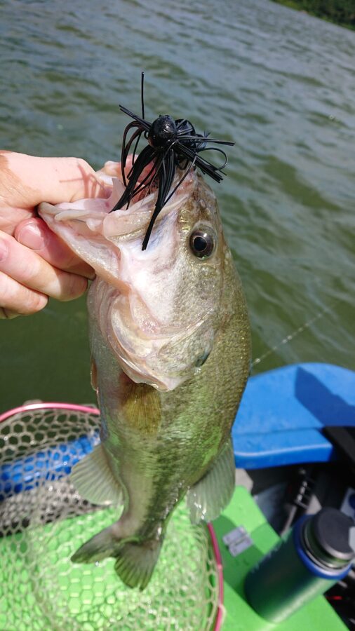 スタッフ吉田君釣行記～津久井湖/ブラックバス25～46cm16匹以上他～