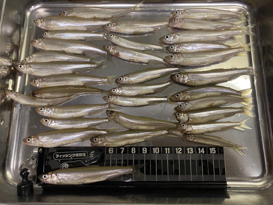 スタッフ吉田君釣行記～津久井湖/ブラックバス26～49cm7匹・ワカサギ約30匹～