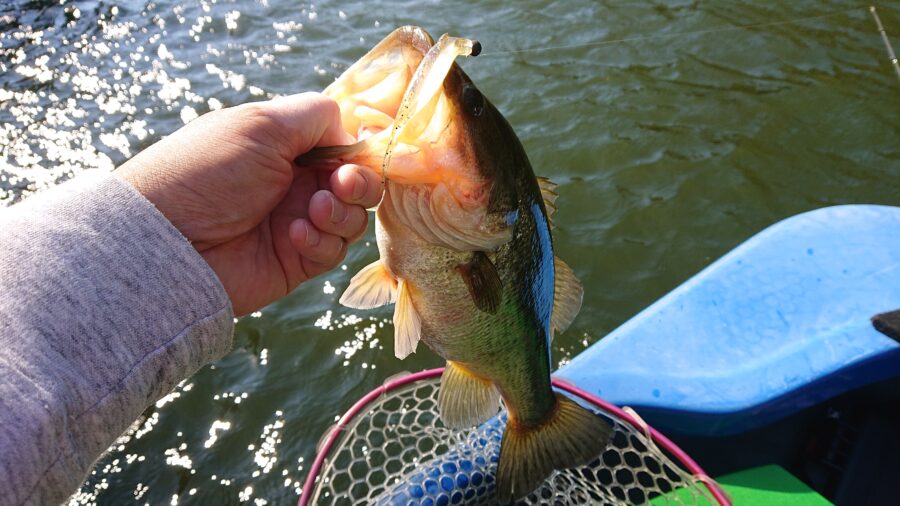 スタッフ吉田君釣行記~津久井湖/ブラックバス35cm~45cm6匹(40up4匹)~