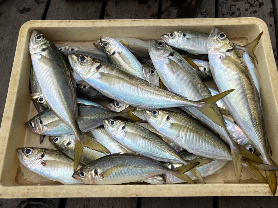 『やろうよ釣り!』 〜はじめてのバチコンアジング釣り〜