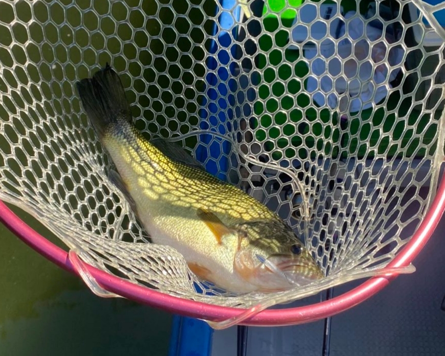 スタッフ吉田君釣行記～津久井湖/ブラックバス26～49cm7匹・ワカサギ約30匹～