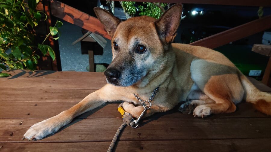 スタッフ吉田君釣行記～津久井湖/吉田・ブラックバス26-49.5cm6匹～