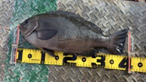 純太郎様～磯子海釣り施設/メジナ40cm1.33㎏/1枚～