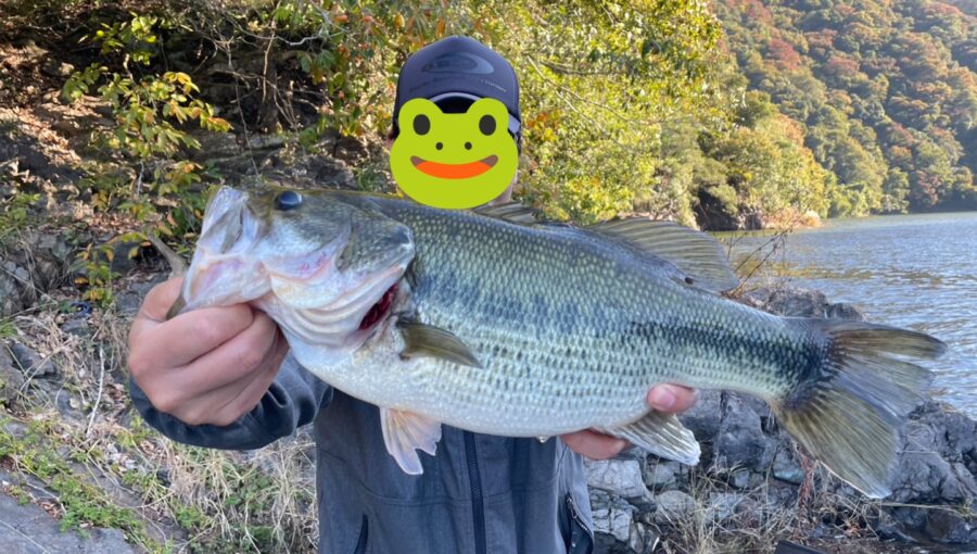 スタッフ吉田君釣行記～津久井湖/吉田・ブラックバス26-49.5cm6匹～