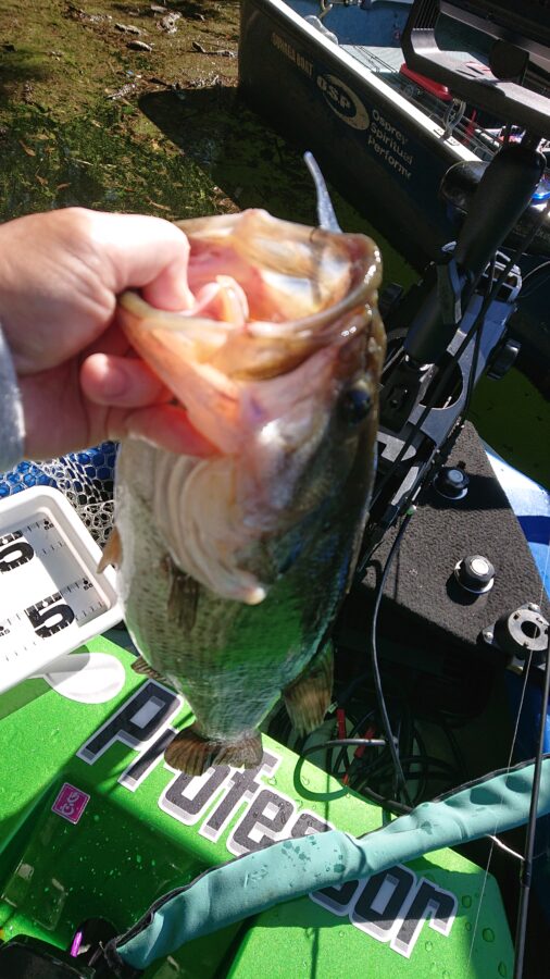 スタッフ吉田君釣行記～津久井湖/吉田・ブラックバス26-49.5cm6匹～