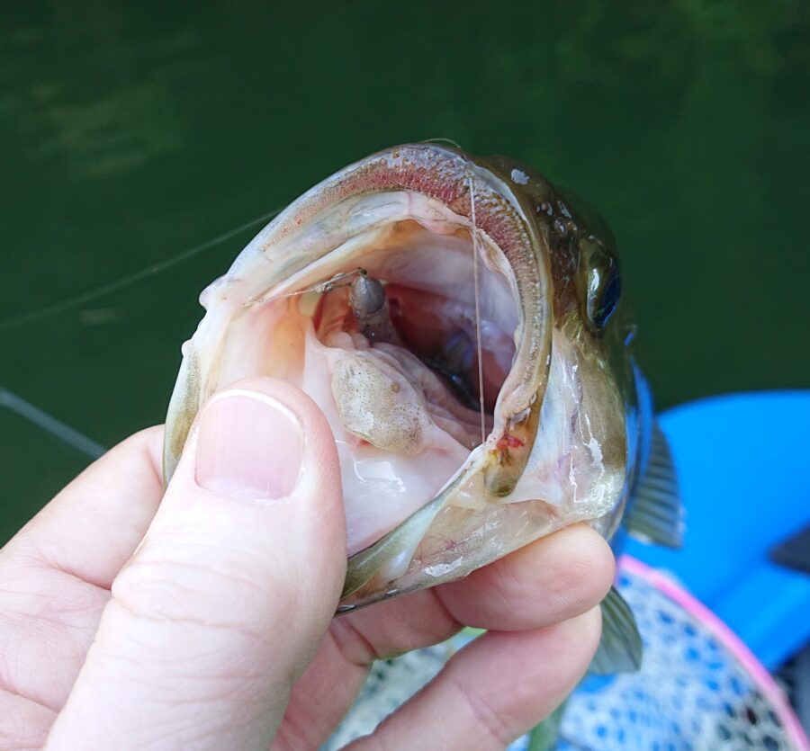 スタッフ吉田君釣行記～津久井湖/吉田・ブラックバス26-49.5cm6匹～