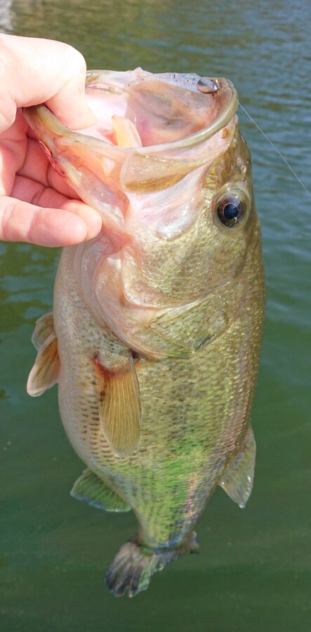 スタッフ吉田君釣行記～津久井湖/吉田・ブラックバス26-49.5cm6匹～