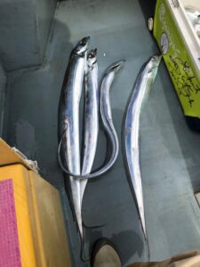 スタッフ小澤釣行記～東京湾/タチウオ116cm頭に11本・2日目は7本～