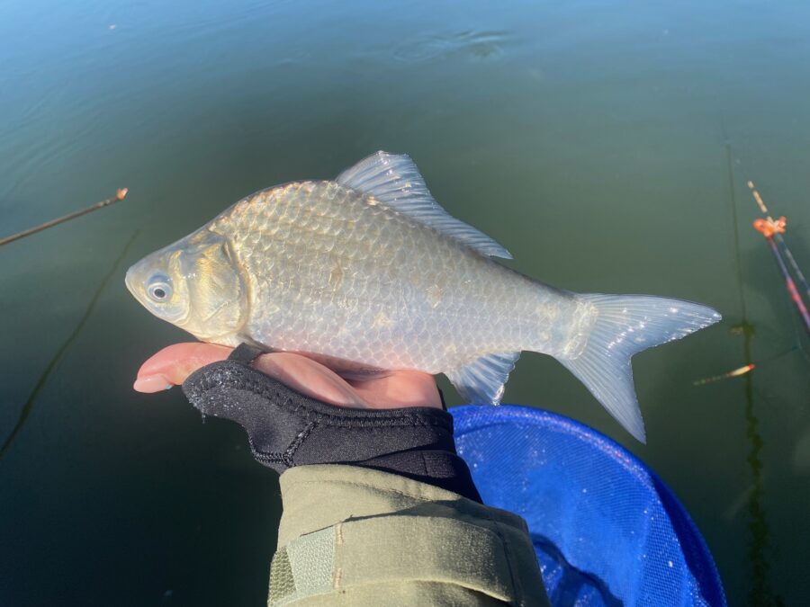 スタッフ千鮎釣行記～厚木へら鮒センター(小池南側)ヘラブナ15匹～