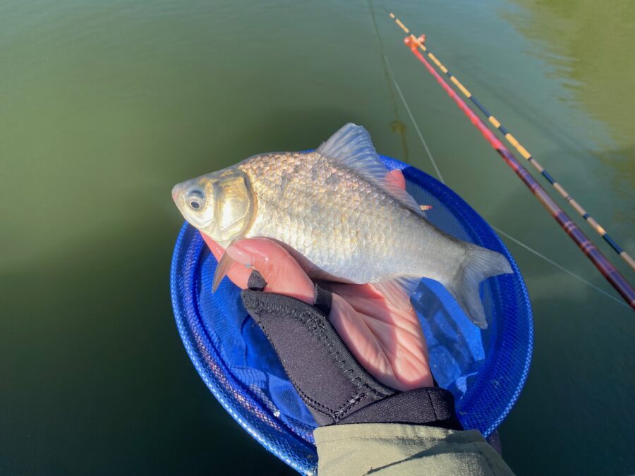 スタッフ千鮎釣行記～厚木へら鮒センター(小池南側)ヘラブナ15匹～