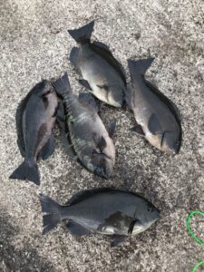 スタッフ小澤淳釣行記～熱海初島/口太メジナ35cm後9枚～