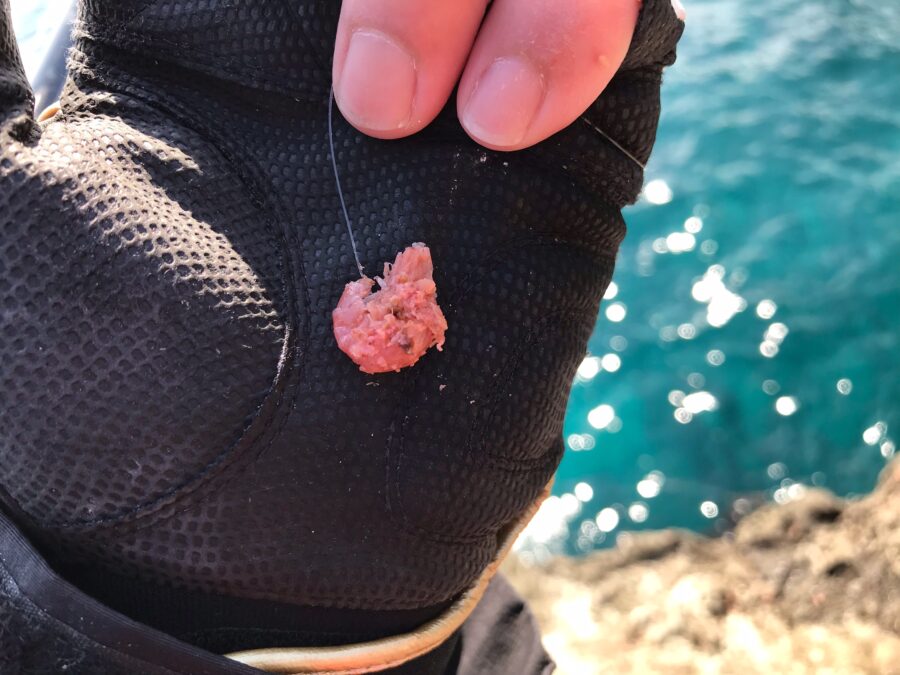 スタッフ小澤釣行記～熱海コワク島/口太メジナ37.5cm1匹～