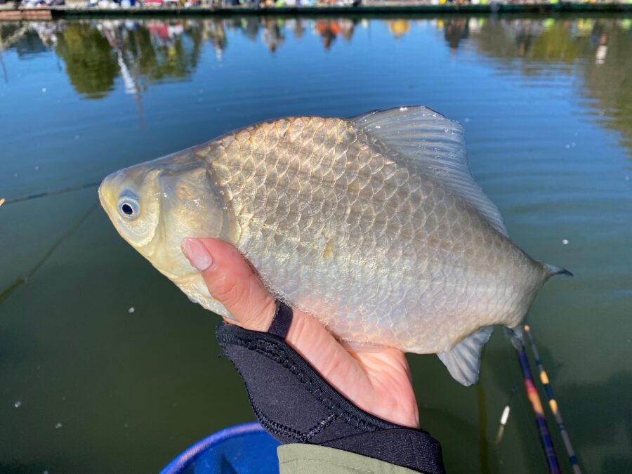 スタッフ千鮎釣行記~厚木へら鮒センター/ヘラブナ10匹(最大36cm)~