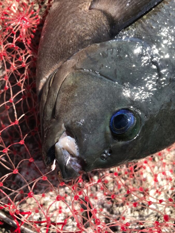 スタッフ小澤釣行記～熱海コワク島/口太メジナ37.5cm1匹～