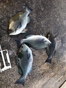 スタッフ小澤釣行記～初島第一漁港/口太メジナ35cm前後4枚～