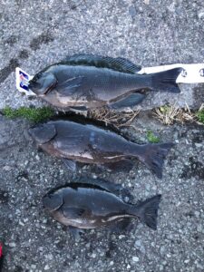 スタッフ小澤淳釣行記～下田　田牛 ウノクソ/口太メジナ最大25〜40cm/4枚～