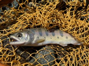 スタッフ平賀釣行記～道志川このまさわキャンプ場エリア/ニジマス6匹～