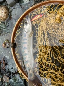 スタッフ平賀釣行記～道志川このまさわキャンプ場エリア/ヤマメ1匹22.5cm～