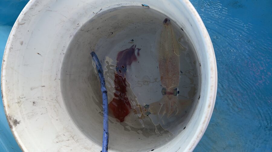 スタッフ平賀釣行記～佐島/マルイカ15杯最大22cm（胴長）～