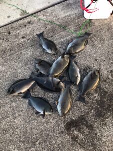 スタッフ小澤淳釣行記～熱海初島第一漁港/口太メジナ32〜38cm11枚～