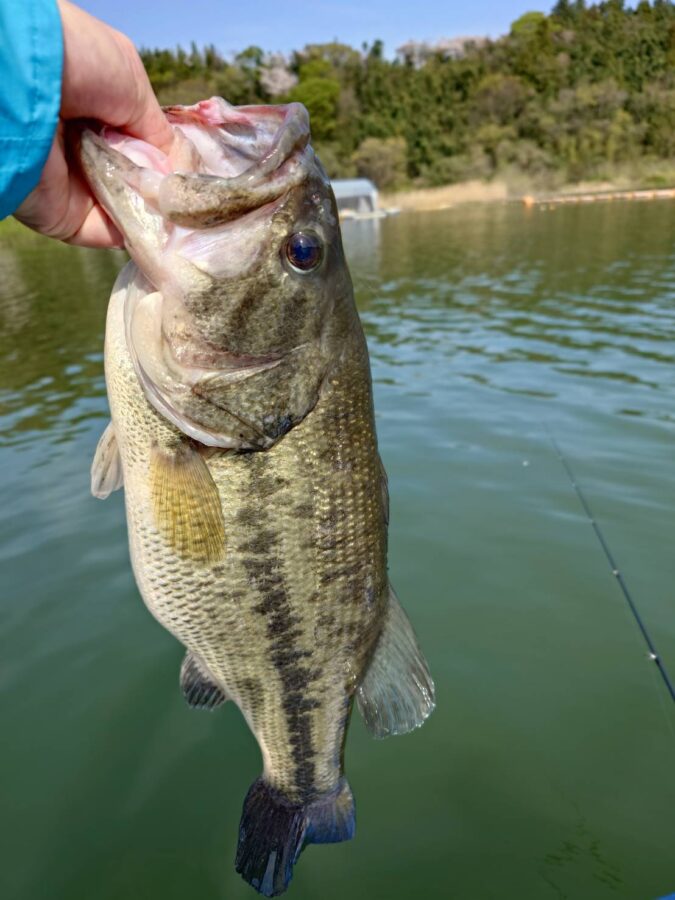 松尾様～津久井湖/ブラックバス30cm～52cm/3本～