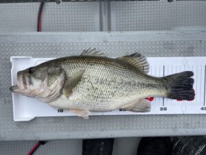 スタッフ吉田釣行記～津久井湖/吉田・ニゴイ1匹～