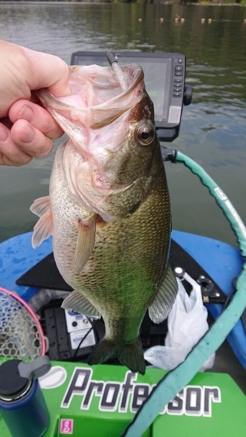 スタッフ吉田釣行記～津久井湖/ブラックバス25～44cm31匹～