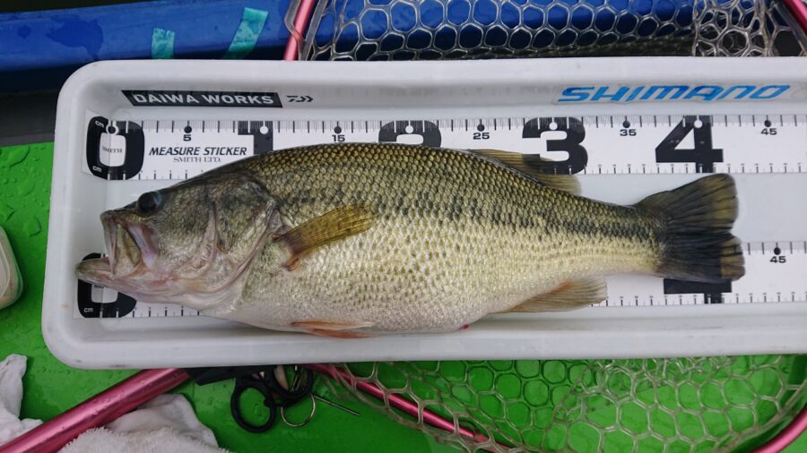 スタッフ吉田釣行記～津久井湖/ブラックバス25～44cm31匹～