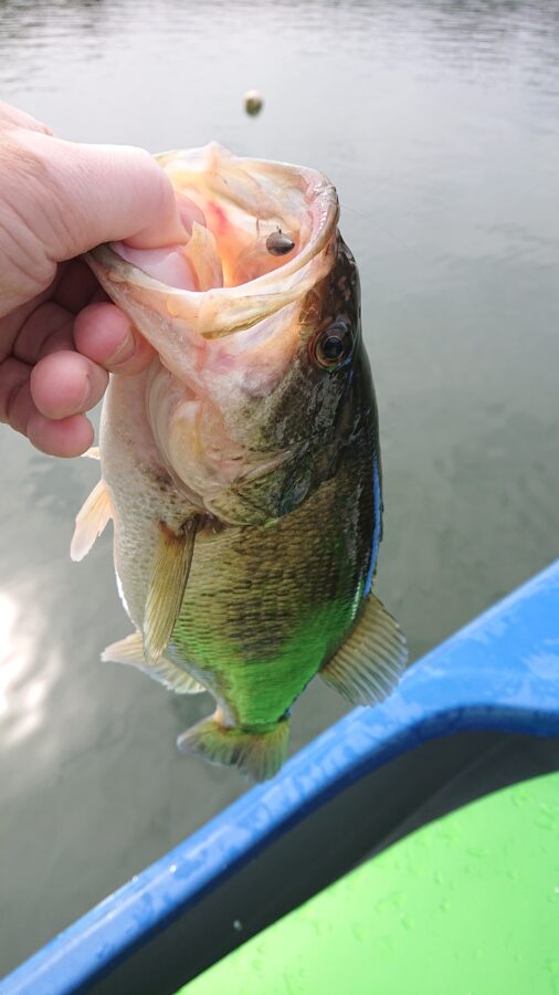 スタッフ吉田釣行記～津久井湖/ブラックバス25～44cm31匹～