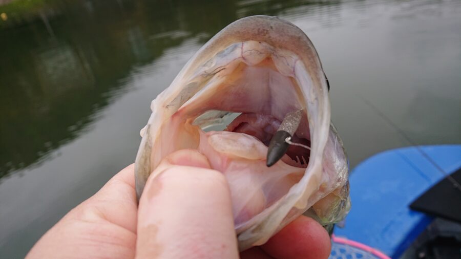 スタッフ吉田釣行記～津久井湖/ブラックバス25～44cm31匹～