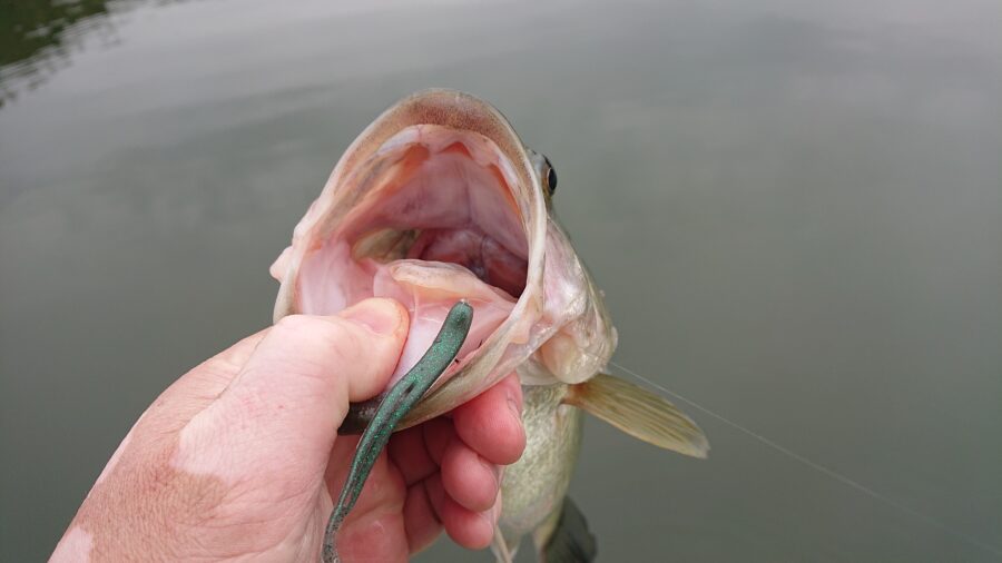 スタッフ吉田釣行記～津久井湖/ブラックバス25～44cm31匹～