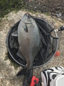 スタッフ小澤淳釣行記～西伊豆・田子 カツオ島/口太メジナ32〜35cm/4枚～