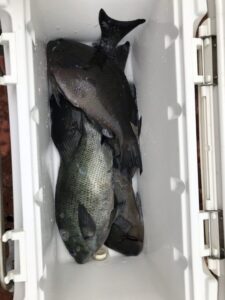 スタッフ小澤淳釣行記～南伊豆　下田沖　石取根/口太メジナ…35㎝～