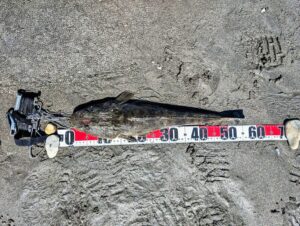 スタッフ大山釣行記～三浦半島サーフ/マゴチ56cm/1匹～