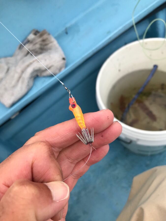 スタッフ小澤釣行記～佐島沖/マルイカ・ムギイカ(少々)・アオリイカ3㎏(1杯)合計82杯～