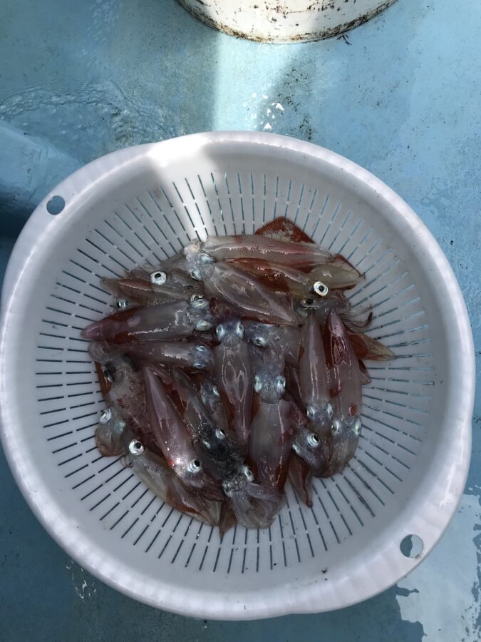 スタッフ小澤釣行記～佐島/マルイカ40杯～