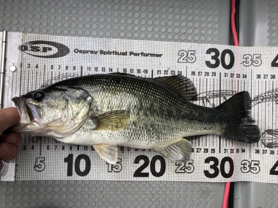 池田様～津久井湖/ブラックバス30～41cm/18匹～