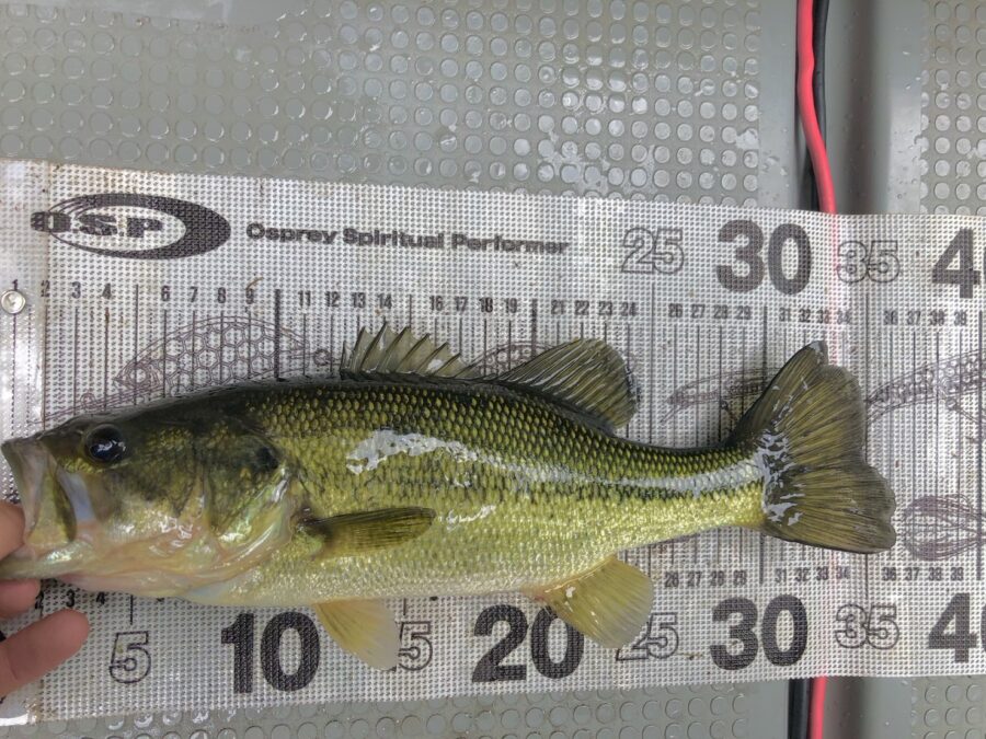 池田様～津久井湖/ブラックバス30～41cm/18匹～