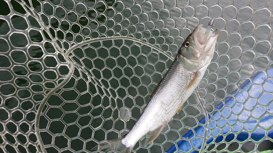 スタッフ吉田釣行記～津久井湖/ブラックバス23-36cm/12匹～