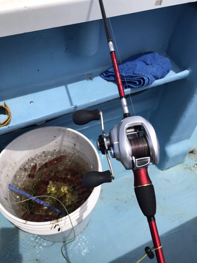 スタッフ小澤釣行記～佐島沖/マルイカ・ムギイカ(少々)・アオリイカ3㎏(1杯)合計82杯～