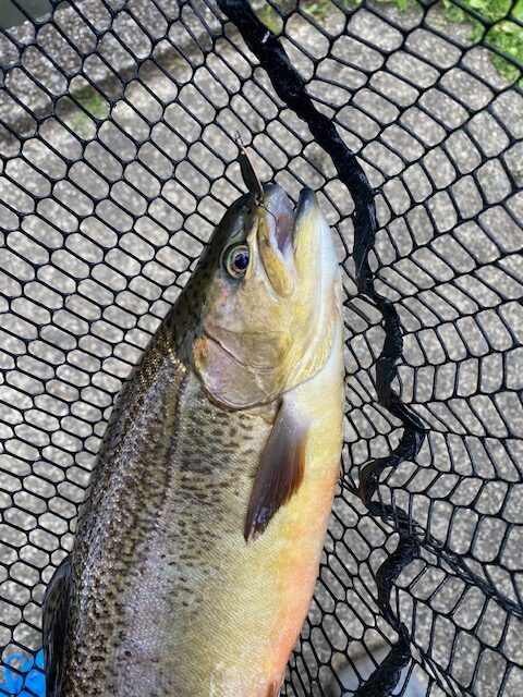 スタッフ千鮎釣行記～308club/サクラマス、ニジマス最大45cm～