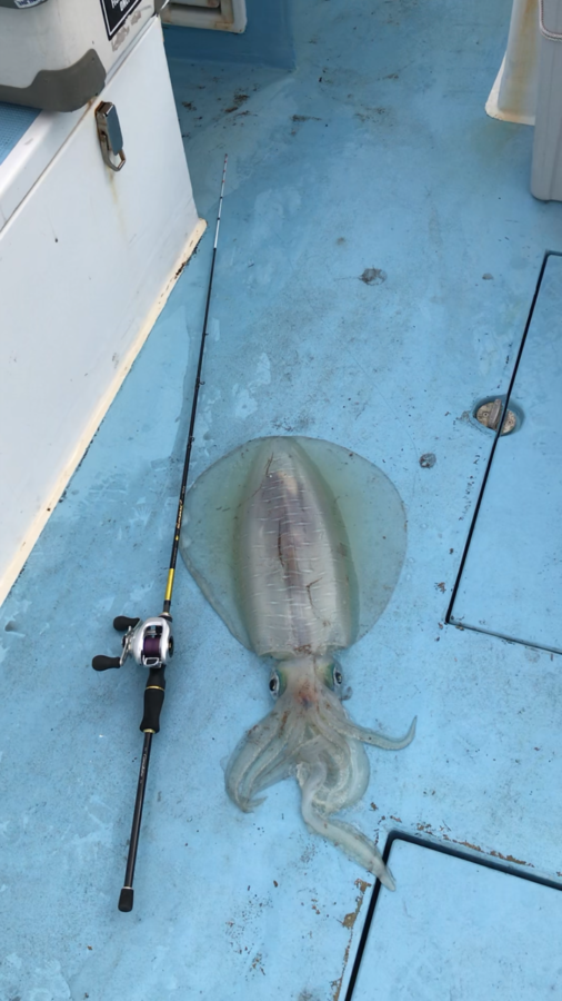 スタッフ小澤釣行記～佐島沖/マルイカ・ムギイカ(少々)・アオリイカ3㎏(1杯)合計82杯～