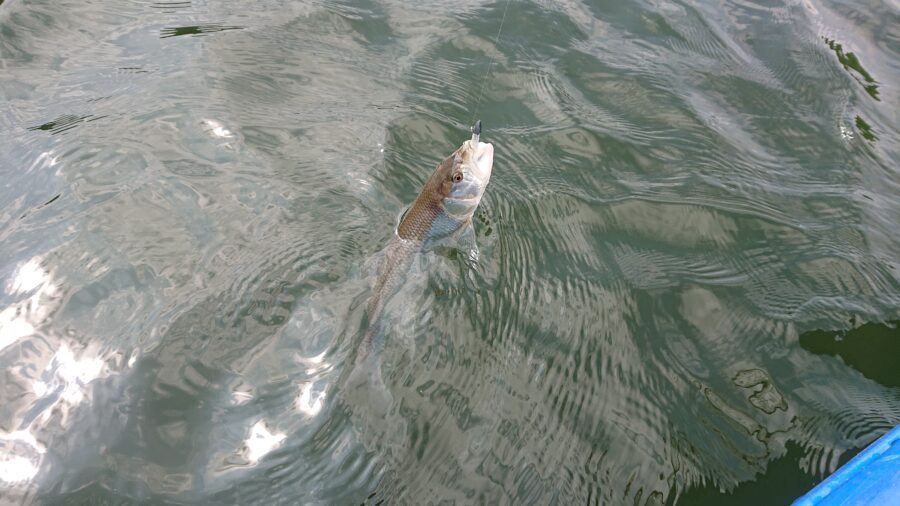 スタッフ吉田釣行記～津久井湖/ブラックバス23-36cm/12匹～