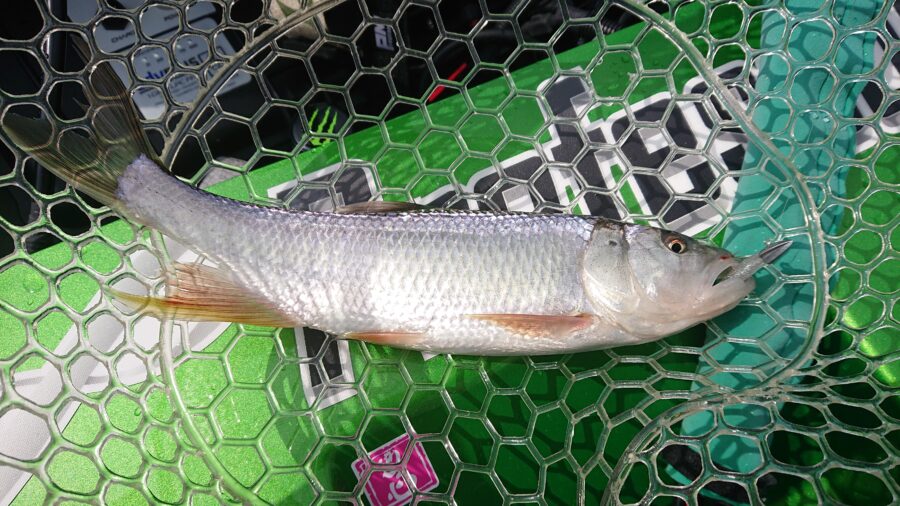 スタッフ吉田釣行記～津久井湖/ブラックバス23-36cm/12匹～